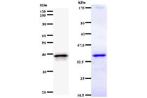 Image no. 1 for anti-Upstream Binding Protein 1 (LBP-1a) (UBP1) antibody (ABIN931121)