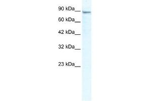 Image no. 1 for anti-Minichromosome Maintenance Deficient 4 (MCM4) (N-Term) antibody (ABIN630172)