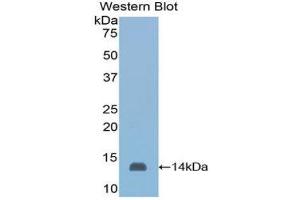 Image no. 1 for anti-Serum Amyloid A (SAA) (AA 20-122) antibody (Biotin) (ABIN1173882)