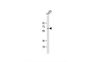 Image no. 2 for anti-Ligand Dependent Nuclear Receptor Corepressor-Like (LCORL) (AA 306-334) antibody (ABIN1538282)