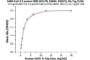 Image no. 3 for SARS-CoV-2 Spike S1 (B.1.351 - beta), (RBD) (Active) protein (His tag) (ABIN7013274)