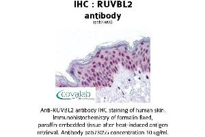 Image no. 1 for anti-RuvB-Like 2 (E. Coli) (RUVBL2) (AA 304-458) antibody (ABIN1738977)