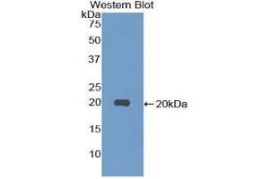 Image no. 1 for anti-Neurotensin (NTS) (AA 21-156) antibody (ABIN1859991)