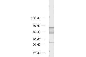 GABRA6 antibody  (AA 20-30)