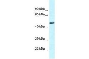Image no. 1 for anti-Solute Carrier Family 1 (Glutamate/Neutral Amino Acid Transporter), Member 4 (SLC1A4) (C-Term) antibody (ABIN6747660)
