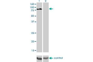 Image no. 4 for anti-Dishevelled, Dsh Homolog 3 (Drosophila) (DVL3) (AA 1-100) antibody (ABIN560674)