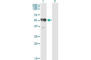 Image no. 3 for anti-Glyceraldehyde-3-Phosphate Dehydrogenase, Spermatogenic (GAPDHS) (AA 1-408) antibody (ABIN565269)