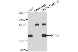 Image no. 2 for anti-Hippocalcin-Like 1 (HPCAL1) antibody (ABIN6141962)