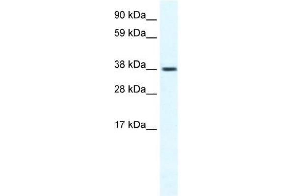 TRPM3 antibody  (N-Term)
