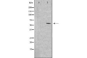 Image no. 2 for anti-CDC like Kinase 1 (CLK1) (N-Term) antibody (ABIN6257697)
