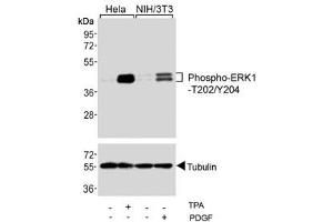 Image no. 4 for anti-Mitogen-Activated Protein Kinase 1/3 (MAPK1/3) (pThr202), (pTyr204) antibody (ABIN3031824)