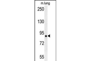 LRRC4B antibody  (N-Term)