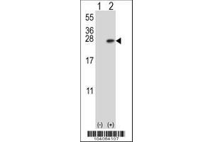 Image no. 1 for anti-14-3-3 alpha + beta (YWHAB) (AA 217-246), (C-Term) antibody (ABIN392788)