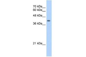 Image no. 2 for anti-Uroporphyrinogen Decarboxylase (UROD) (N-Term) antibody (ABIN629827)