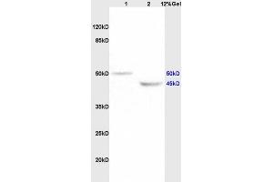 Image no. 1 for anti-Potassium Intermediate/small Conductance Calcium-Activated Channel, Subfamily N, Member 4 (KCNN4) (AA 325-427) antibody (ABIN719786)