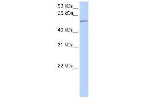 anti-Metastasis Associated 1 Family, Member 3 (MTA3) (C-Term) antibody