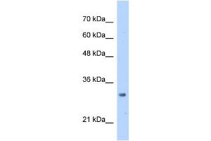 Image no. 1 for anti-mRNA Turnover 4 Homolog (MRTO4) antibody (ABIN629771)