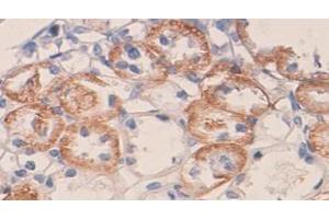 Image no. 2 for anti-Vascular Endothelial Growth Factor (VEGF) (N-Term) antibody (ABIN1856919)