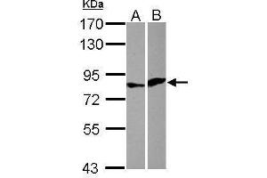 Image no. 1 for anti-E74 like ETS transcription factor 4 (Elf4) (Center) antibody (ABIN2854442)