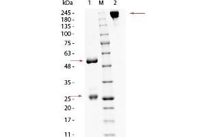 SDS-PAGE (SDS) image for Goat IgG isotype control (ABIN5633227)