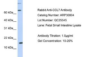 Image no. 1 for anti-Chemokine (C-C Motif) Ligand 7 (CCL7) (N-Term) antibody (ABIN2777167)