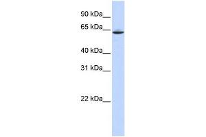 anti-Solute Carrier Family 33 Member 1 (SLC33A1) (Middle Region) antibody