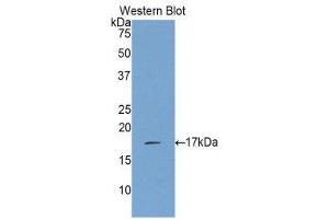 Image no. 1 for anti-Interleukin 17 (IL17) (AA 21-153) antibody (ABIN1859352)