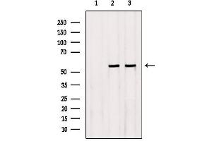 Image no. 2 for anti-Sialidase 4 (NEU4) (Internal Region) antibody (ABIN6263604)