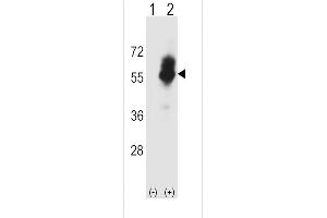 Image no. 2 for anti-Solute Carrier Family 7 (Cationic Amino Acid Transporter, Y+ System), Member 1 (SLC7A1) (AA 429-457), (C-Term) antibody (ABIN5534697)