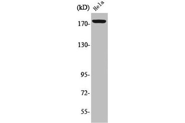 ERBB2IP antibody  (pTyr1104)