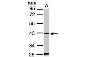 Image no. 2 for anti-Glycine-N-Acyltransferase-Like 1 (GLYATL1) (Center) antibody (ABIN2856465)
