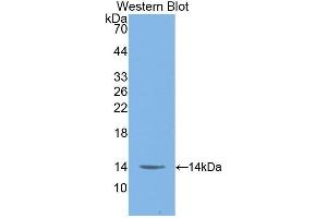 Image no. 1 for anti-Macrophage Migration Inhibitory Factor (Glycosylation-Inhibiting Factor) (MIF) (AA 4-112) antibody (ABIN1859825)