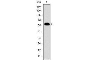 Image no. 1 for anti-Prohibitin (PHB) antibody (ABIN1108740)