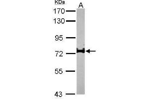 Image no. 3 for anti-Interleukin 17 Receptor D (IL17RD) (Internal Region) antibody (ABIN2856160)