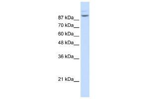 Image no. 2 for anti-Matrin 3 (MATR3) (N-Term) antibody (ABIN629962)