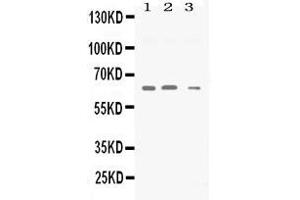 Image no. 1 for anti-Synapsin II (SYN2) (AA 497-582) antibody (ABIN4886735)
