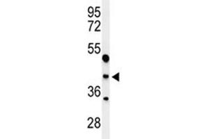 Image no. 2 for anti-Transcription Factor MafA (MAFA) (AA 282-311) antibody (ABIN3029527)