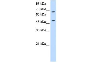 Image no. 1 for anti-THO Complex 1 (THOC1) (C-Term) antibody (ABIN2778931)