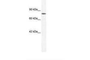 Image no. 1 for anti-Zinc Finger Protein 214 (ZNF214) (AA 37-86) antibody (ABIN202807)