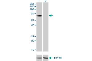 Image no. 3 for anti-Plexin Domain Containing 1 (PLXDC1) (AA 313-421) antibody (ABIN566090)