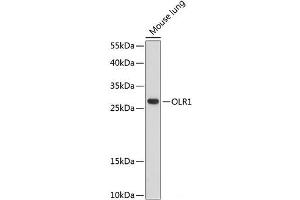 Western blot analysis of extracts of Mouse lung using OLR1 Polyclonal Antibody at dilution of 1:1000.