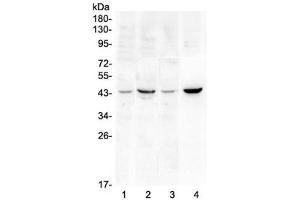 Image no. 1 for anti-SRY (Sex Determining Region Y)-Box 3 (SOX3) antibody (ABIN6654139)