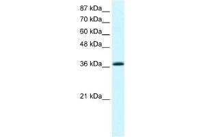 Image no. 1 for anti-Kruppel-Like Factor 1 (erythroid) (KLF1) (Middle Region) antibody (ABIN2777609)