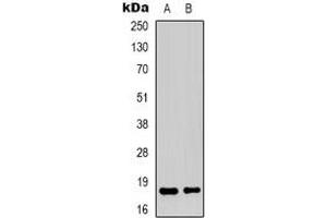 Image no. 3 for anti-Transcription Elongation Factor A (SII)-Like 1 (TCEAL1) antibody (ABIN2801351)