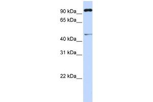Image no. 1 for anti-Tripartite Motif Containing 15 (TRIM15) (Middle Region) antibody (ABIN2787564)