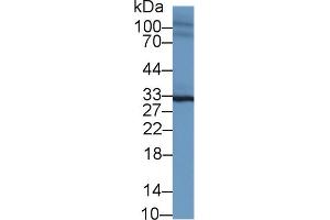 Image no. 2 for anti-Sprouty Homolog 2 (SPRY2) (AA 116-305) antibody (ABIN1860622)