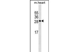 MYOG Antibody (N-term) (ABIN1538732 and ABIN2843795) western blot analysis in mouse heart tissue lysates (35 μg/lane).