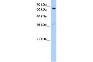 Image no. 1 for anti-Fatty Acyl CoA Reductase 1 (FAR1) (N-Term) antibody (ABIN2784027)