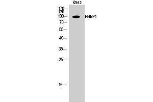Image no. 1 for anti-NEDD4 Binding Protein 1 (N4BP1) (Internal Region) antibody (ABIN3185752)