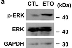 Image no. 93 for anti-Glyceraldehyde-3-Phosphate Dehydrogenase (GAPDH) (Center) antibody (ABIN2857072)